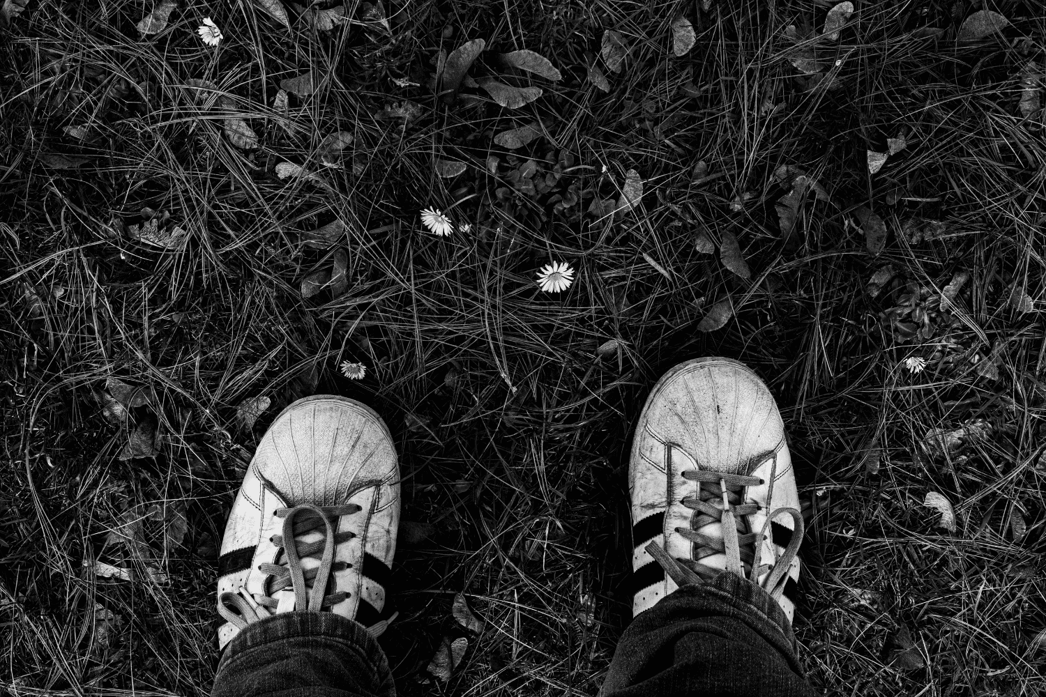 Black-and-white photo of worn sneakers seen from above, standing on grass and fallen leaves with small wildflowers scattered around.