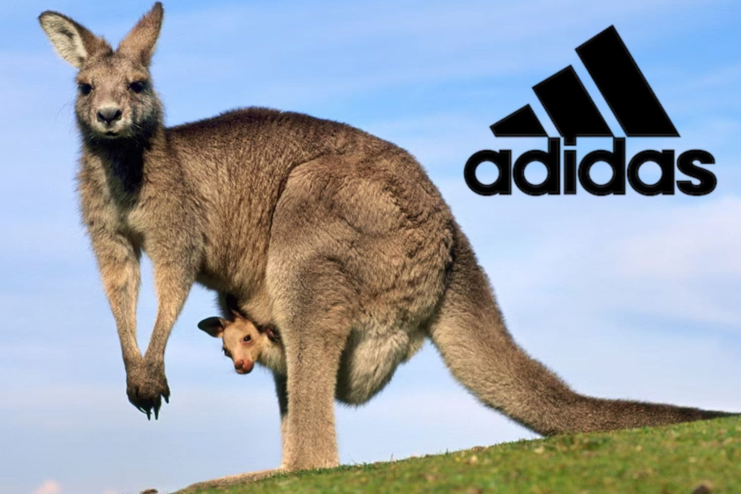 kangaroo leather Adidas